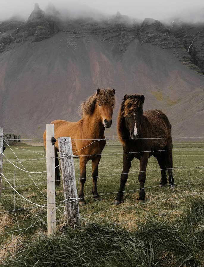CABALLOS EN ALICANTE